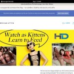 Paypal Americankitten.com? Paypal Americankitten.com?